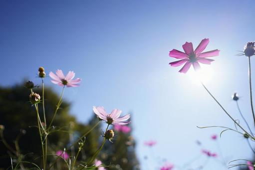 コスモスと秋の空 コスモスと秋の空の写真
