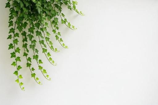 【観葉植物】アイビーと白い壁1 【観葉植物】アイビーと白い壁1の写真