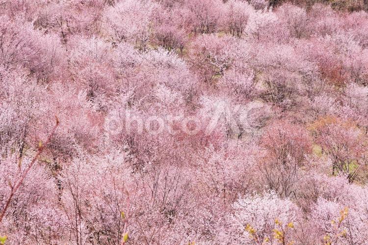 桜のイメージ 桜,さくら,サクラの写真素材