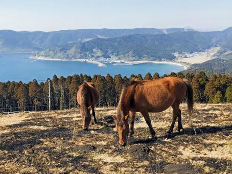 都井岬の野生馬 御崎馬 2 都井岬の野生馬 御崎馬 2の写真