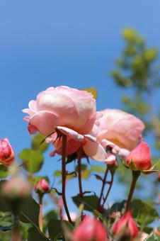 ピンクの薔薇 ピンクの薔薇の写真