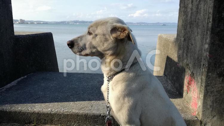 海を眺める白い犬 1,ペット,動物の写真素材