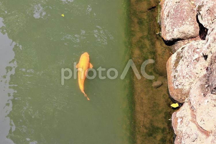 駿府城のお濠に泳ぐオレンジ色の錦鯉 錦鯉,濃い,オレンジ色の写真素材