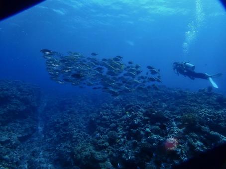 慶良間諸島で魚と泳ぐ女の子 慶良間諸島で魚と泳ぐ女の子 ダイビング,大群,魚の写真素材