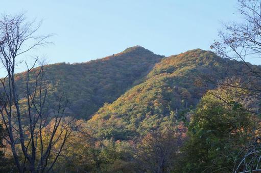 紅葉⑨ 紅葉⑨の写真