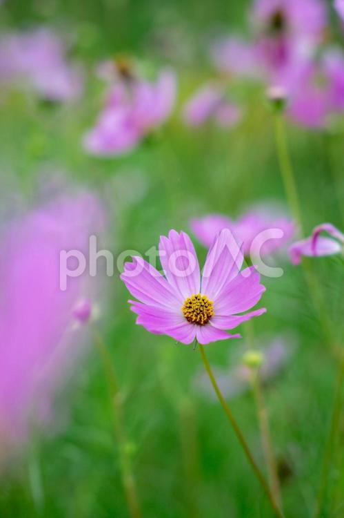コスモスの花のある風景 コスモス,秋桜,花の写真素材