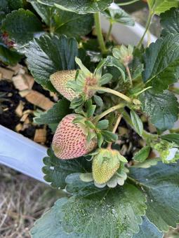 Photo, strawberry, cultivation, planter, 