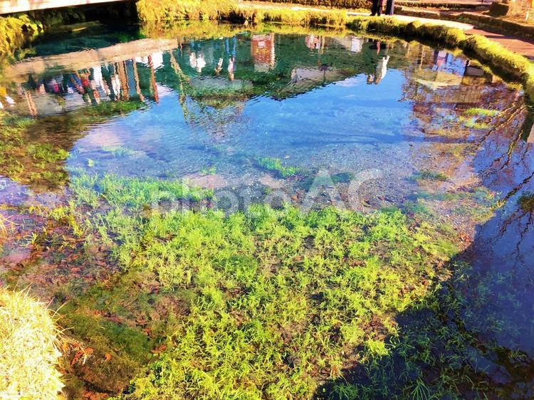 忍野八海の神秘的な池 世界遺産,天然記念物,忍野八海の写真素材