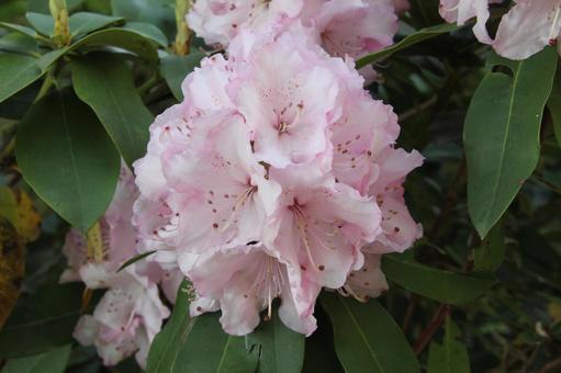 Photo, close-up, flowers and trees, spring, 