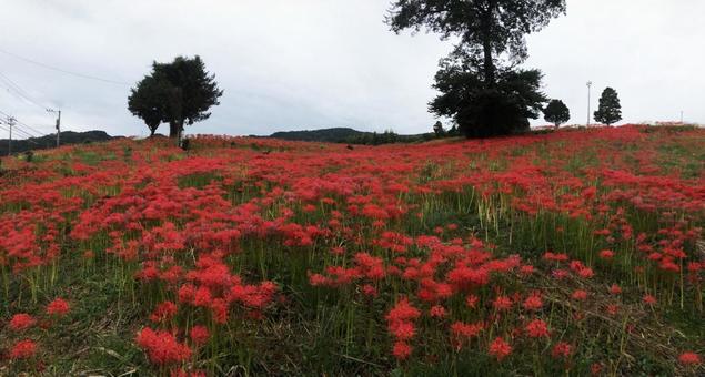 彼岸花　社ヶ丘花園　長崎　琴海地区の写真