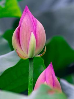 ハス池 ハスの花4ー5 ハス池 ハスの花4ー5 古代ハス,ハスの花,ハスの写真素材