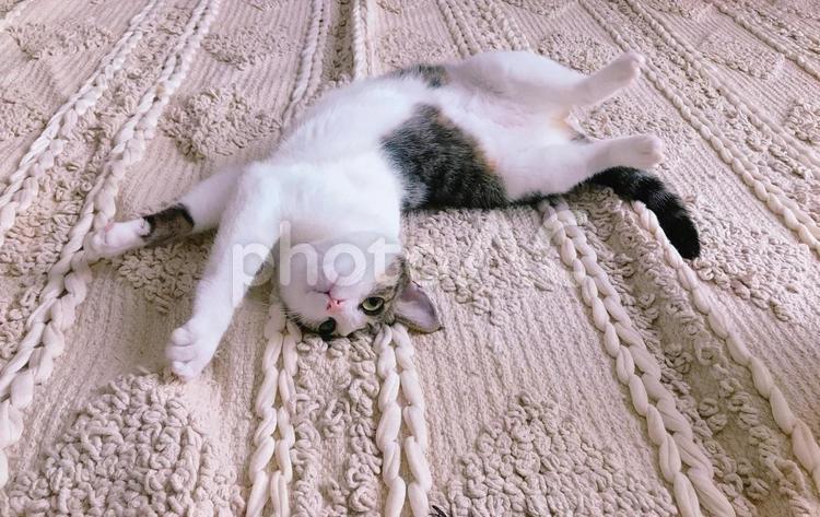 ねこと絨毯 ねこ,ネコ,猫の写真素材