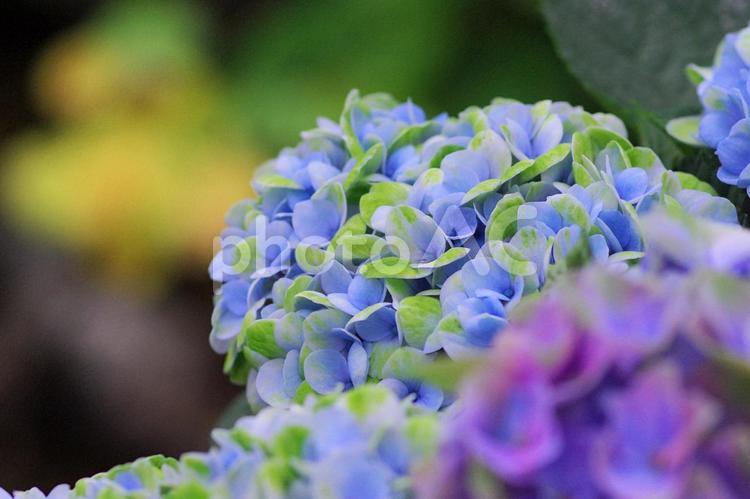 紫陽花　アジサイ　梅雨　夏の花 紫陽花,アジサイ,梅雨の写真素材