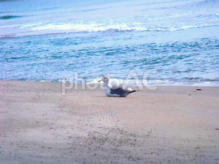 大森浜・砂浜に座るカモメ。 砂浜,カモメ,海岸の写真素材