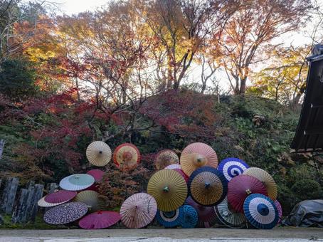 紅葉照らす岡寺の和傘 岡寺,明日香村,奈良の写真素材