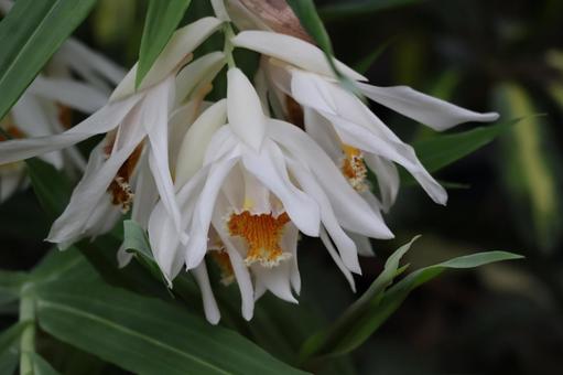 白い花びらののツニアアルバアルバの花 白い,花びら,ツニアアルバアルバの写真素材