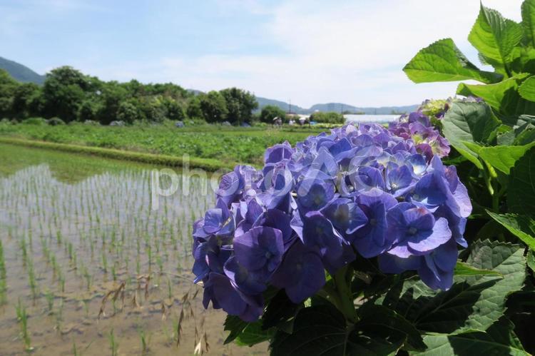 あじさいと田んぼ 紫陽花,あじさい,アジサイの写真素材