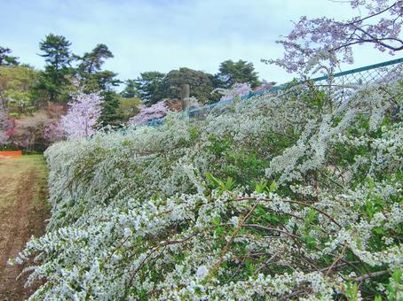 清水公園の風景-21 清水公園の風景-21の写真