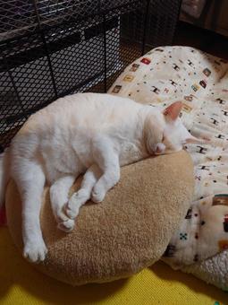 Photo, white cat, to warm up, sleep, 