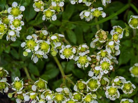 羅臼岳のチシマクモマグサ 羅臼岳のチシマクモマグサ 羅臼岳,花,高山植物の写真素材