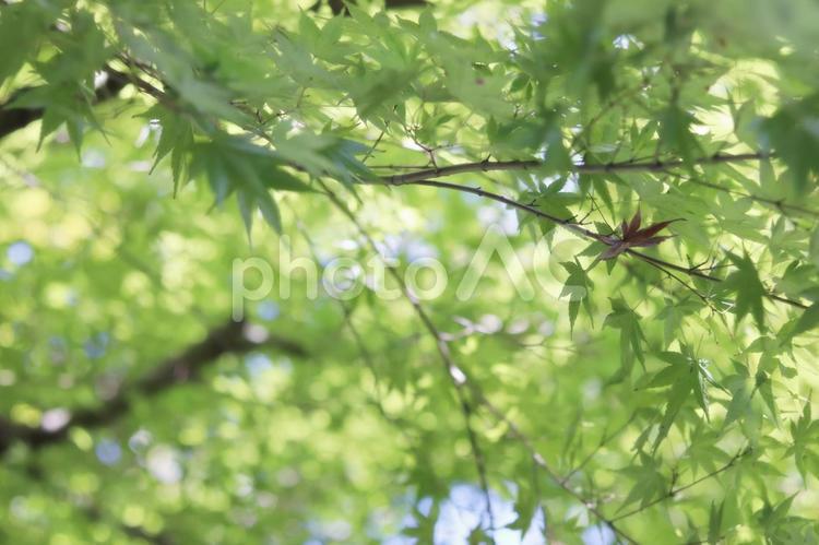 遠近感のある青もみじ 緑,もみじ,青の写真素材
