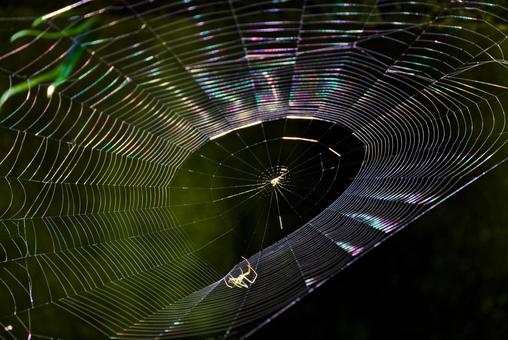 A spider's web that reflects light and changes color, JPG