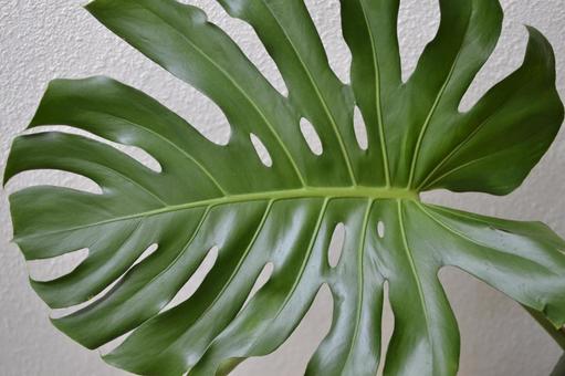 大写しのモンステラ モンステラ,ガーデン,グリーンの写真素材