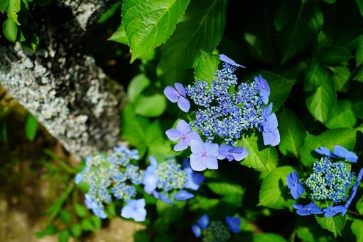 青アジサイの写真
