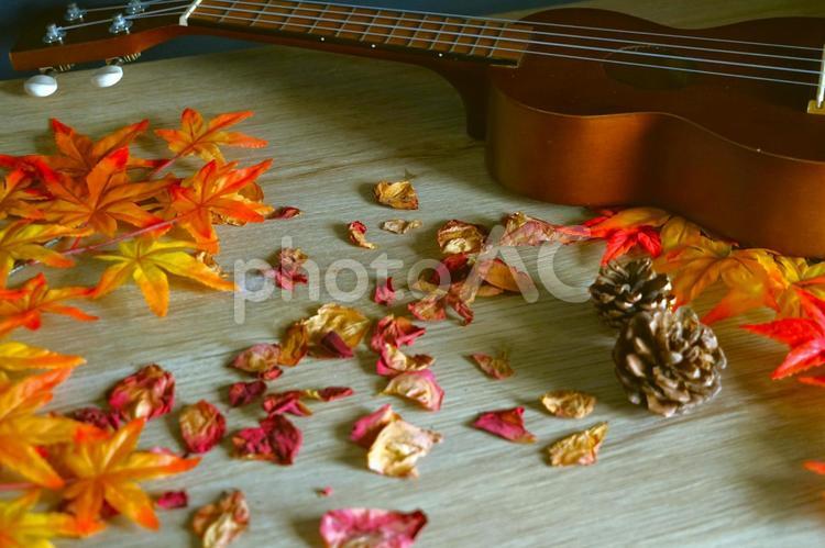 秋のイメージ（ウクレレ） ウクレレ,紅葉,秋の写真素材