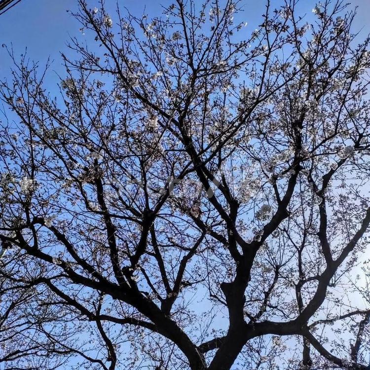 青空と雲と葉桜(桜) 桜,葉桜,桜の木の写真素材