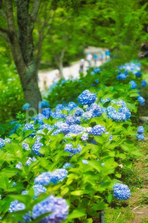 アジサイ　紫陽花　あじさい 6月,紫陽花,2023年の写真素材