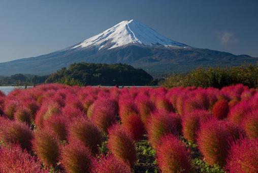 色ずくコキアと富士 色ずくコキアと富士 富士山,山,自然の写真素材