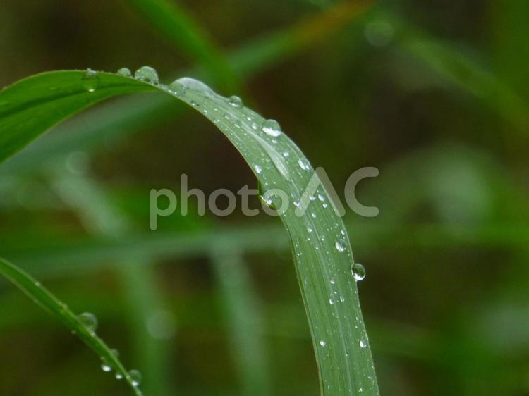 草の葉と雨 葉,新緑,草の写真素材
