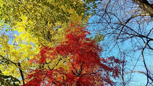 紅葉 紅葉の写真