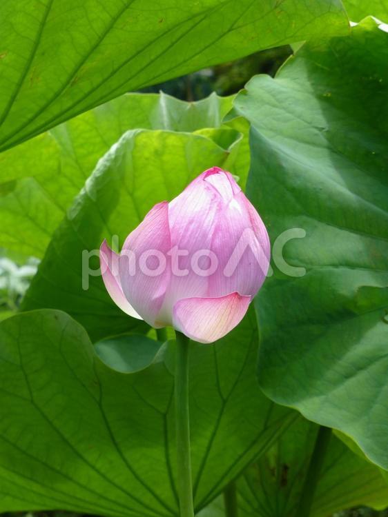 公園のハス池に咲くピンク色のハス ハス,花,植物の写真素材