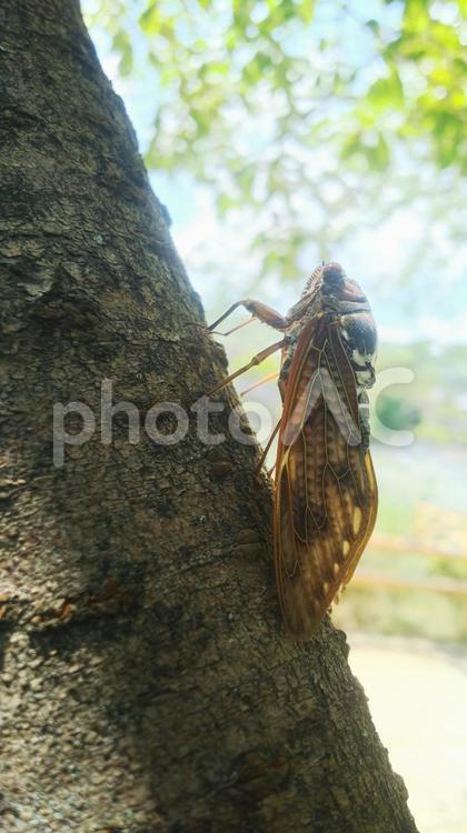 夏、公園の木で鳴く蝉 夏,なつ,ナツの写真素材