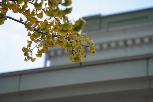 紅葉の兆し 紅葉の兆しの写真