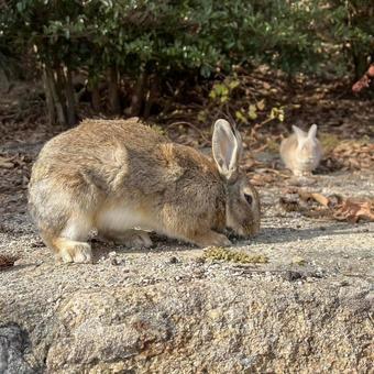 rabbit, JPG