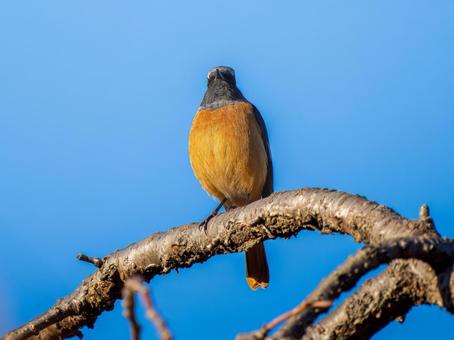 枝にとまるジョウビタキのオス ジョウビタキ,ジョビオ,ジョウビタキのオスの写真素材