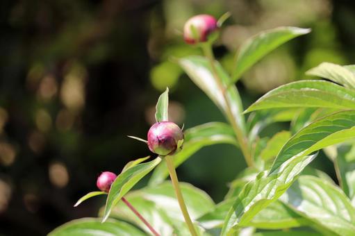 春の日差しに揺れる芍薬のツボミ 春の日差しに揺れる芍薬のツボミの写真