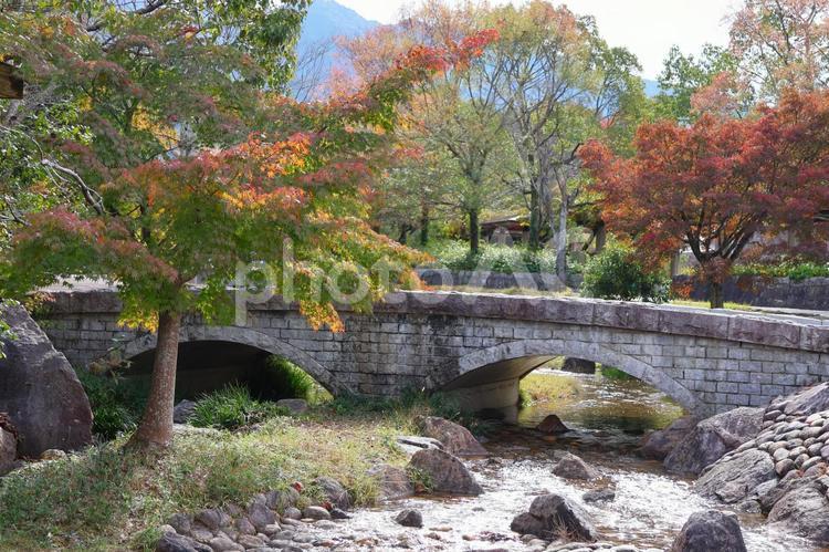 １１月中旬の香川県用水記念公園の紅葉 背景,紅葉,きれいの写真素材