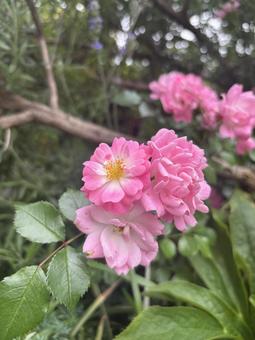 可憐に咲くピンクのミニバラ 可憐に咲くピンクのミニバラ バラ,薔薇,ピンクのバラの写真素材