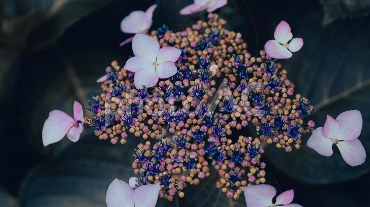 赤や青や紫や白のたくさんの紫陽花 紫陽花,緑,花の写真素材