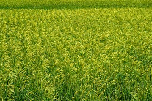 夏の稲穂 稲穂,新米,森林の写真素材
