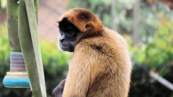 Photo, jeffrey spider monkey, spider monkey, zoo, 