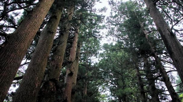 晩夏の元箱根旧東海道杉並木 晩夏の元箱根旧東海道杉並木 旧東海道杉並木,晩夏,森林の写真素材