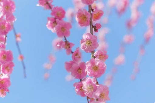 ピンクのしだれ梅と青空 ピンクのしだれ梅と青空 梅,ピンク,花の写真素材