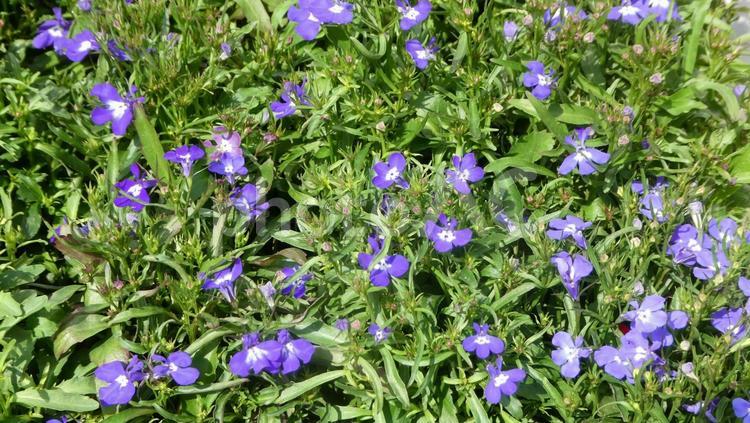 青いロベリアの花　たくさん 花,春,群生の写真素材