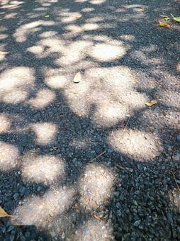 木漏れ日 木漏れ日の写真