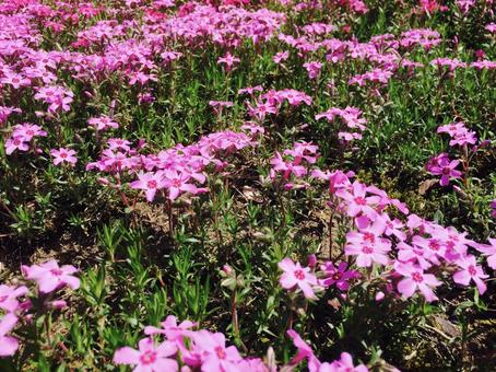 つつじ つつじ,花,植物の写真素材
